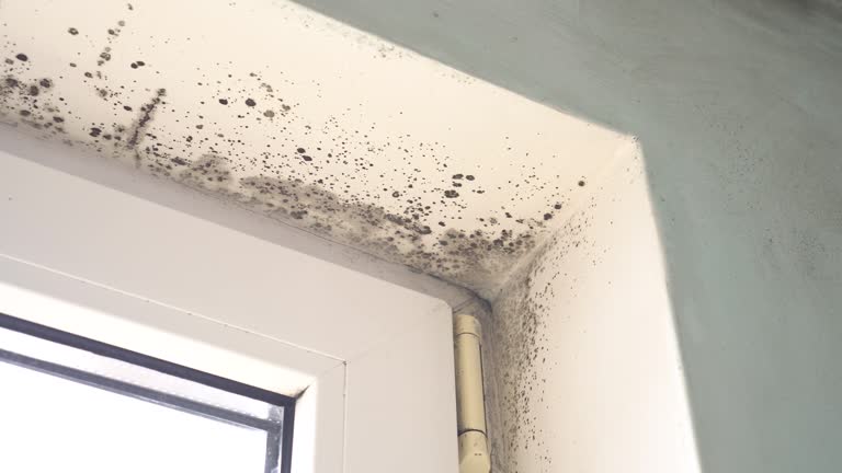 Why You Should Choose Our Mold Remediation Services in West Park, FL